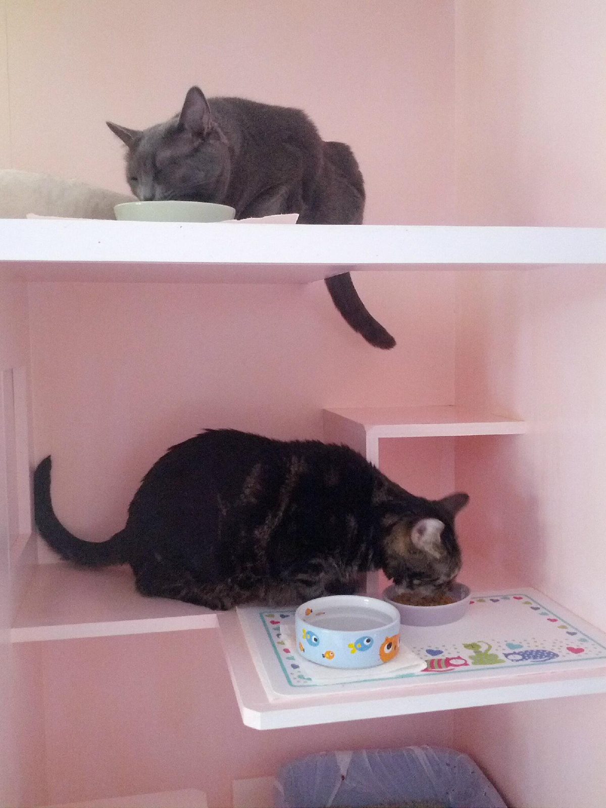 Cats dining in a condo