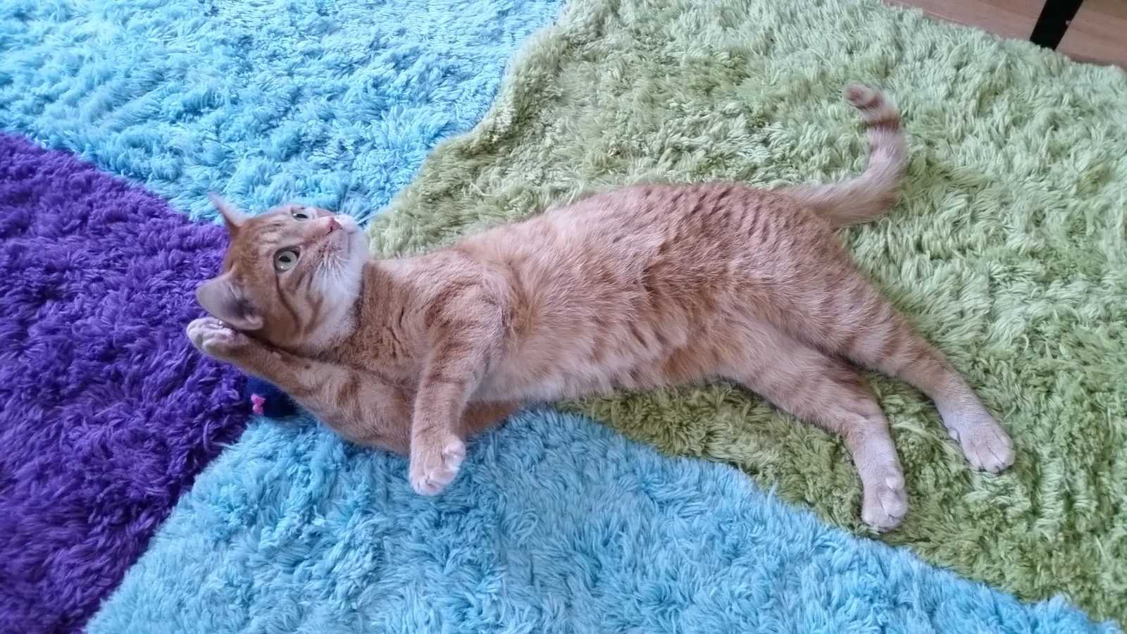 Tabby stretching on rugs