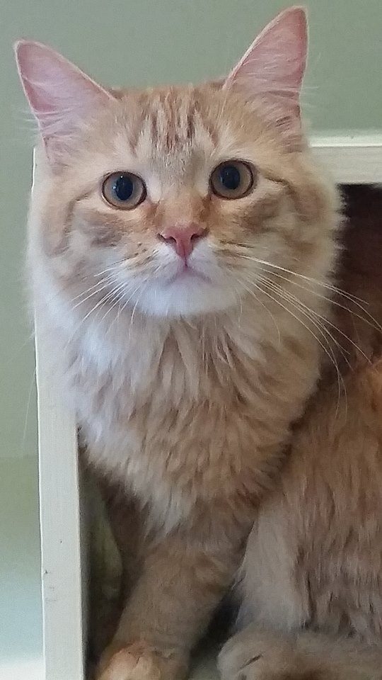 Fluffy cat looking out from its condo