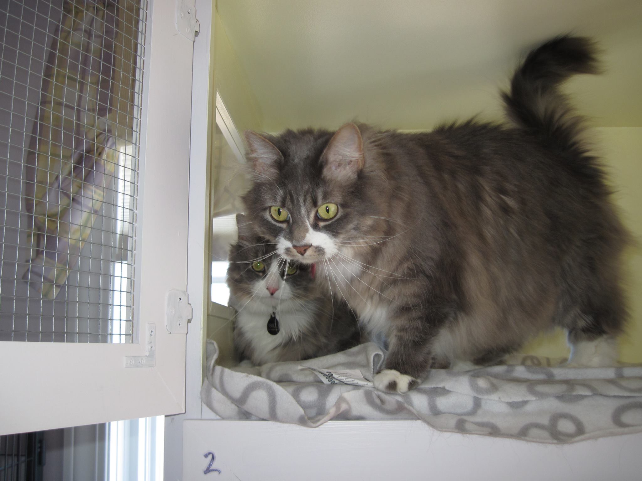 Two cats enjoying their stay