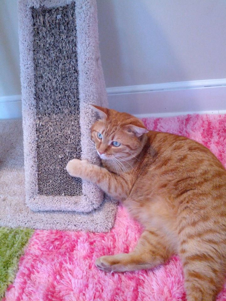 Cat resting at scratcher