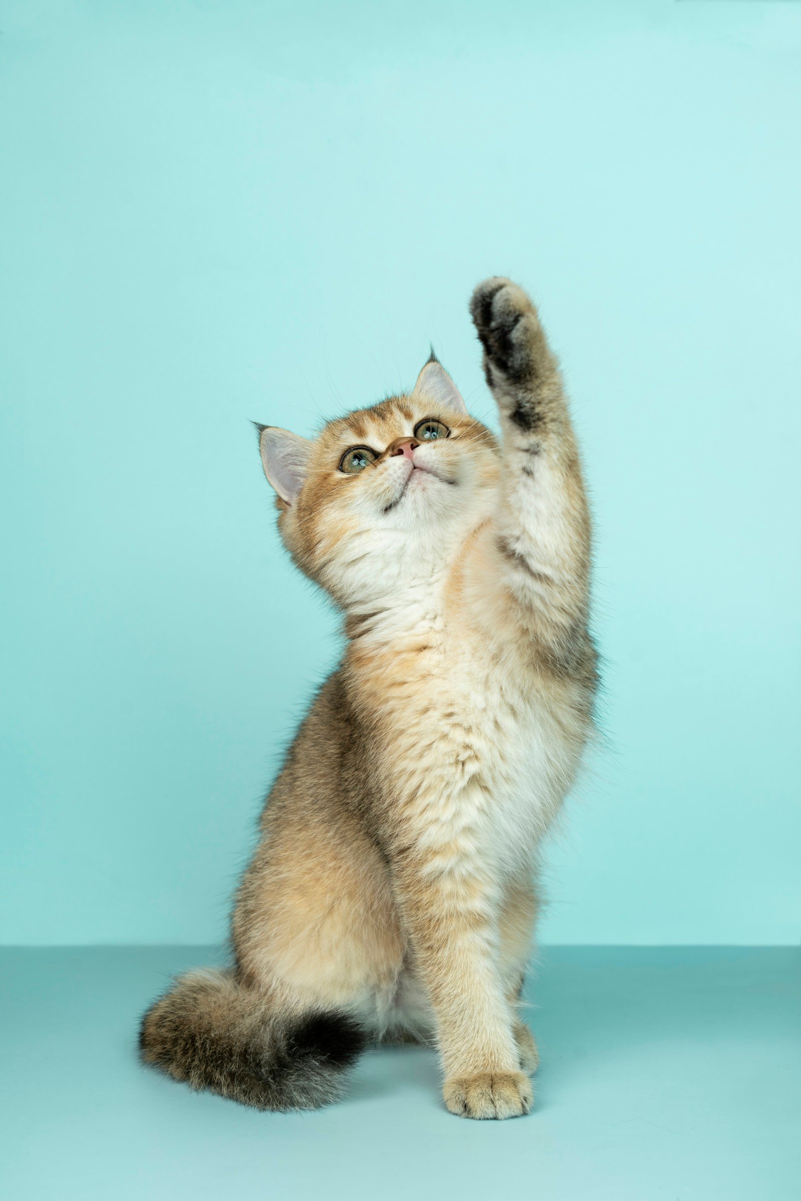 Kitty playing catch