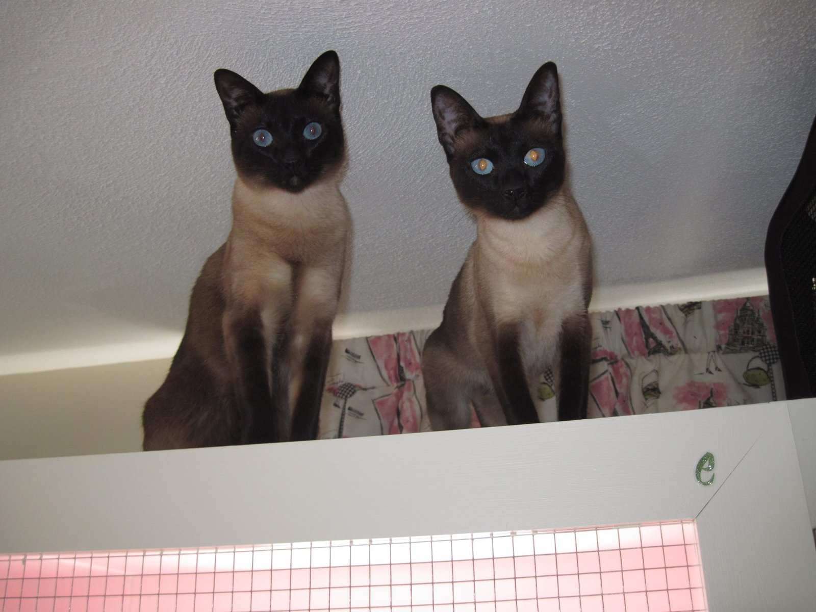 two cute siamese cats watching from top of table