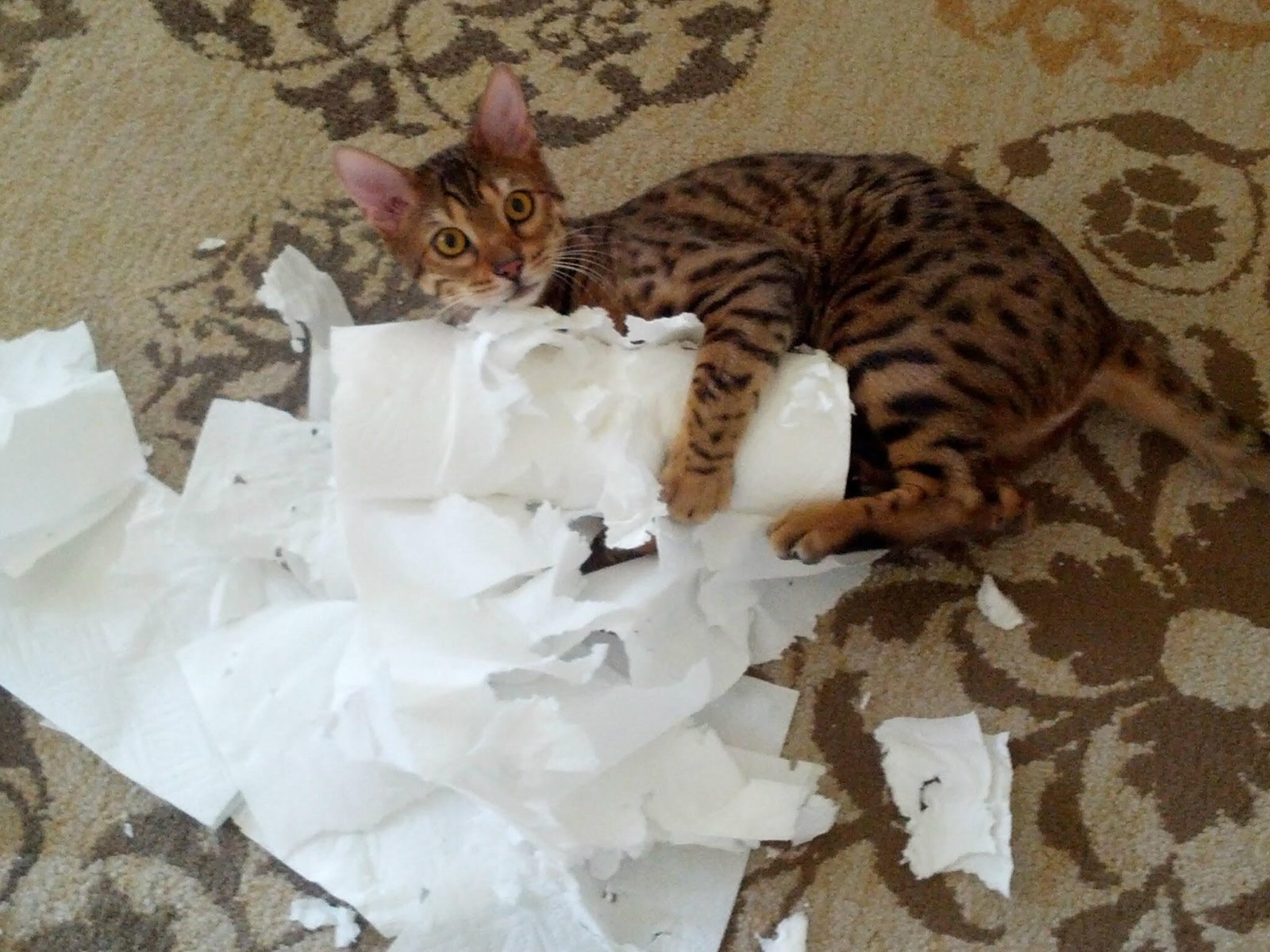 bengal playing with-paper-towels