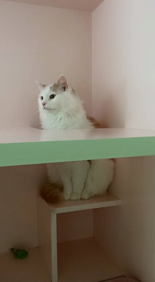 fluffy white cat in counter top