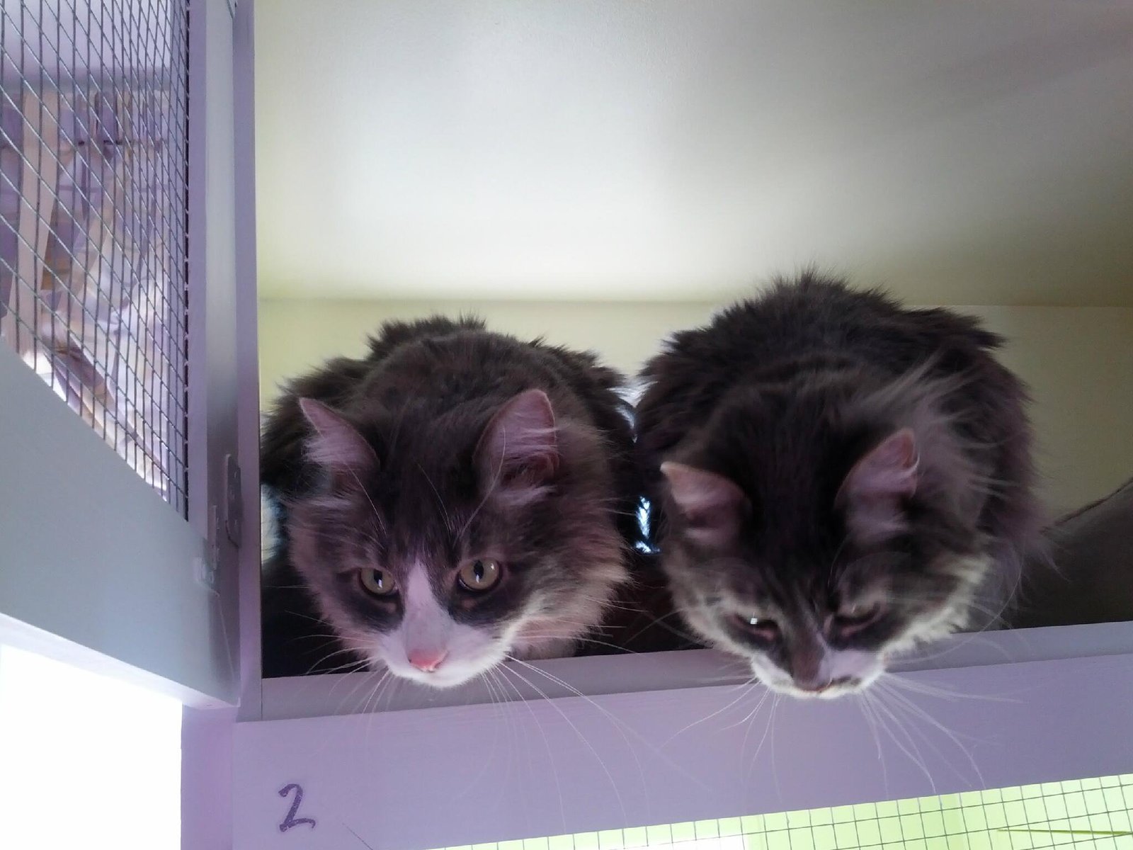 two dark brown kittens hiding