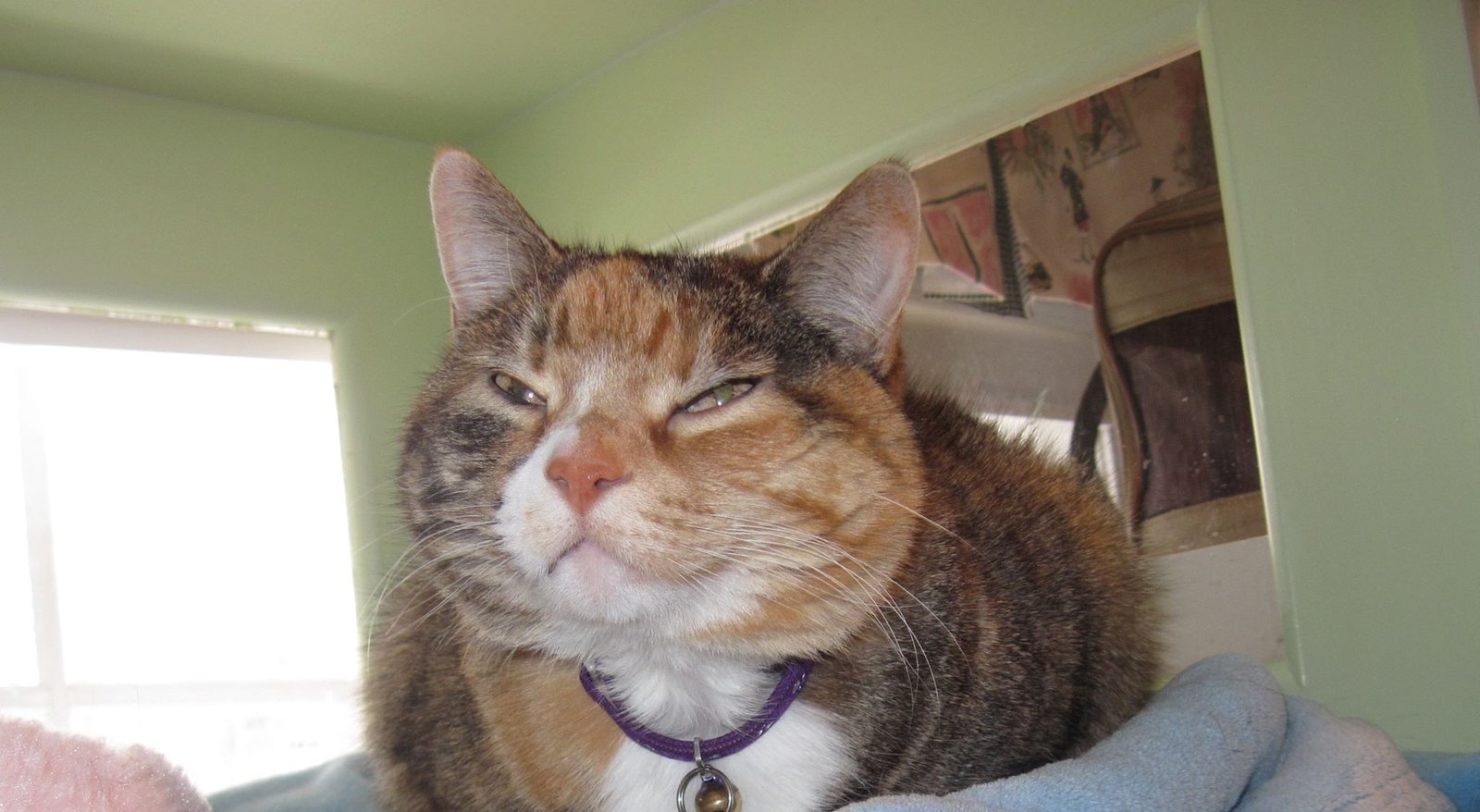 calico tabby giving slow blinks