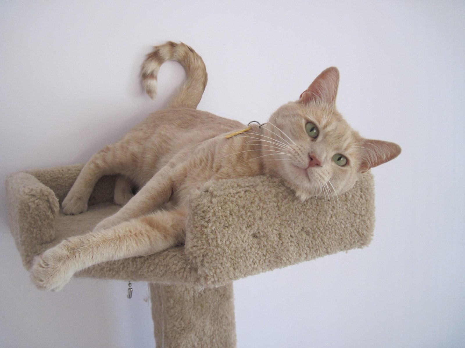 blond cat playing-on-cat-tree