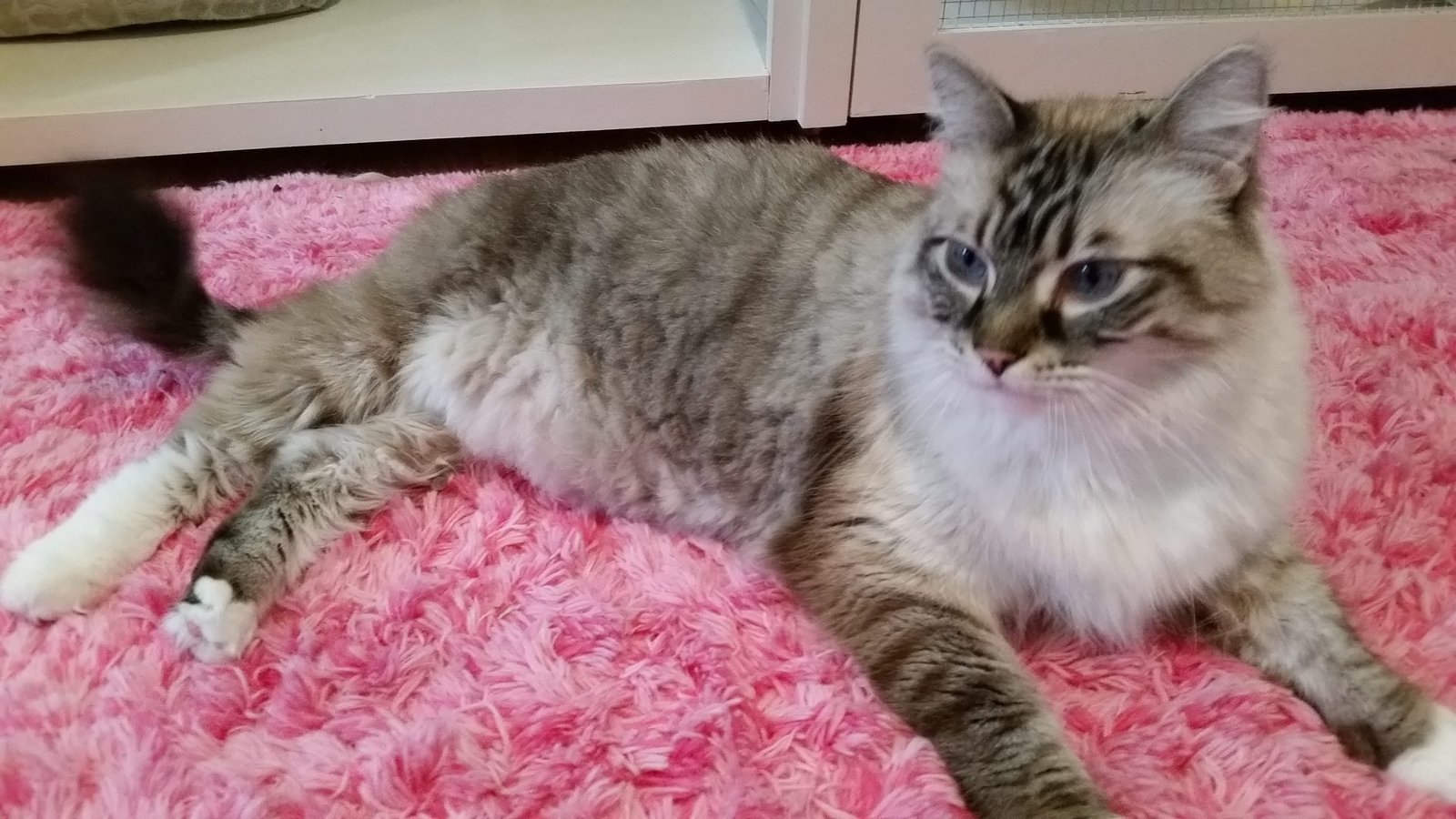 blue eyed grey cat on pink rug
