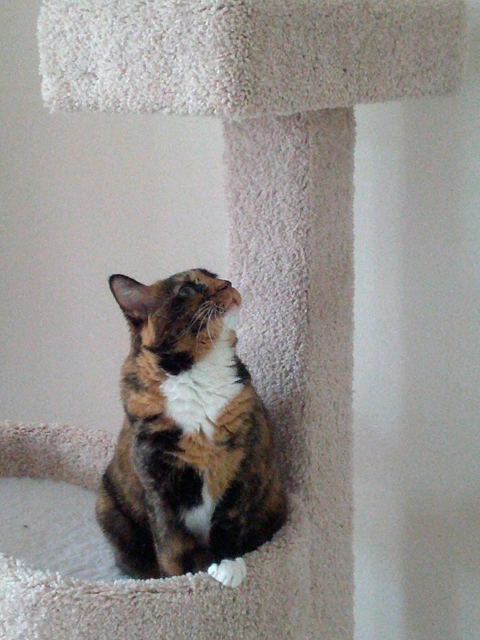 calico cat on cat tree