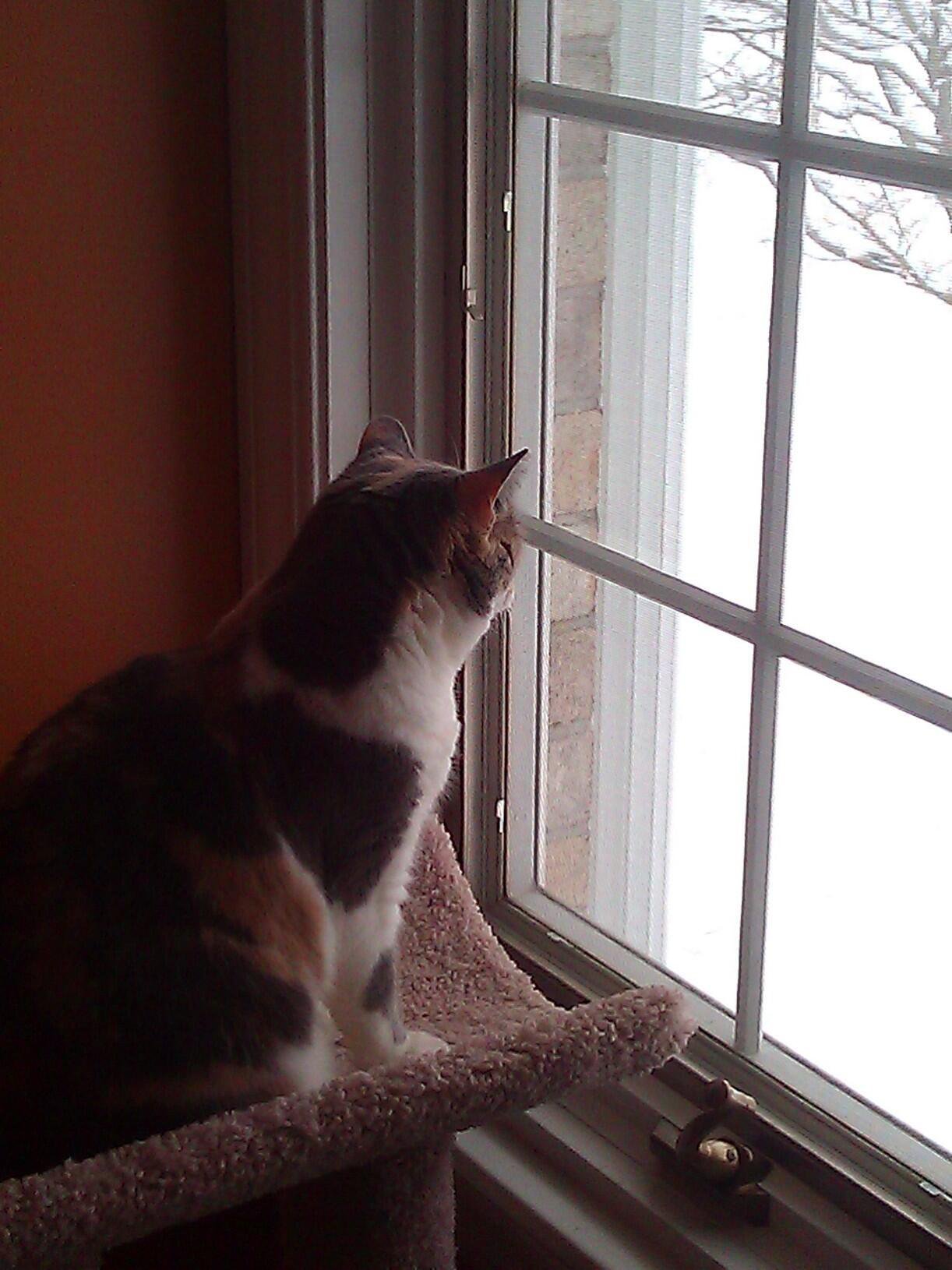 calico-looking-out-at-snow