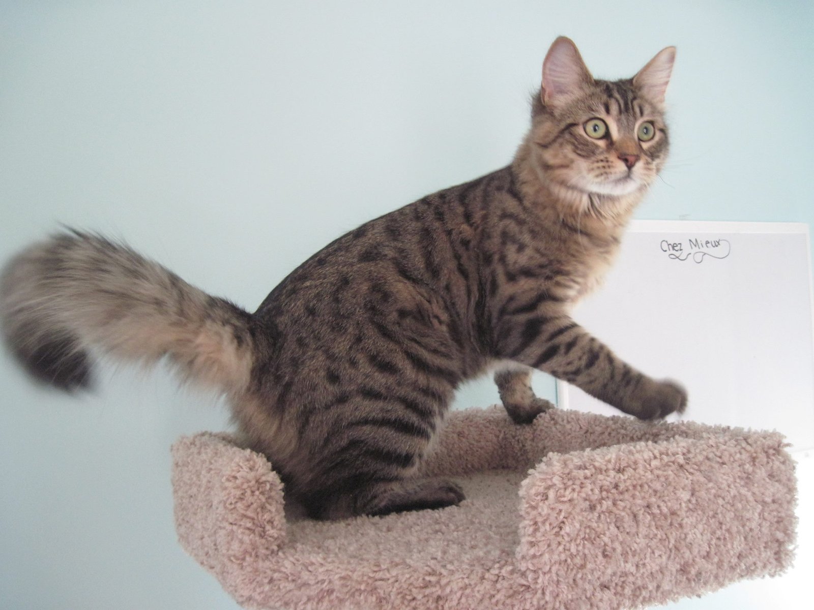 cat-on-tree-with-tail