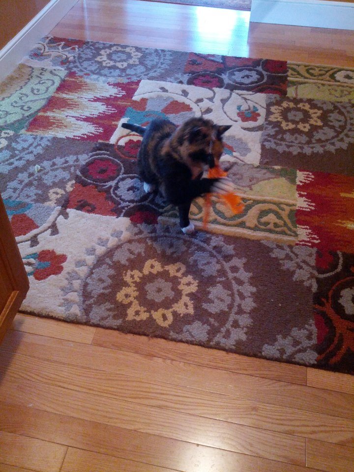 cat-playing-kitchen-rug