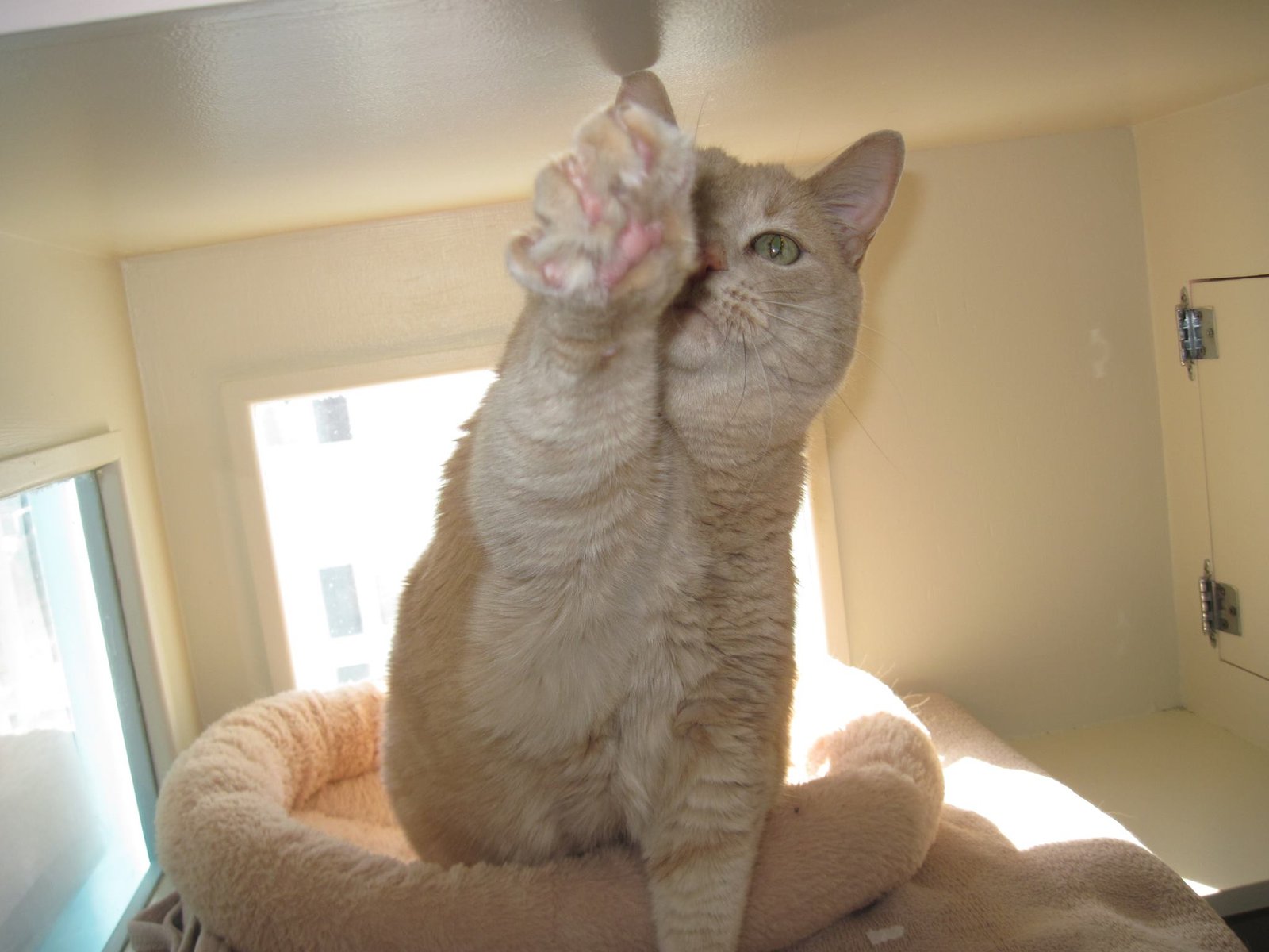 Cat Boarding guest