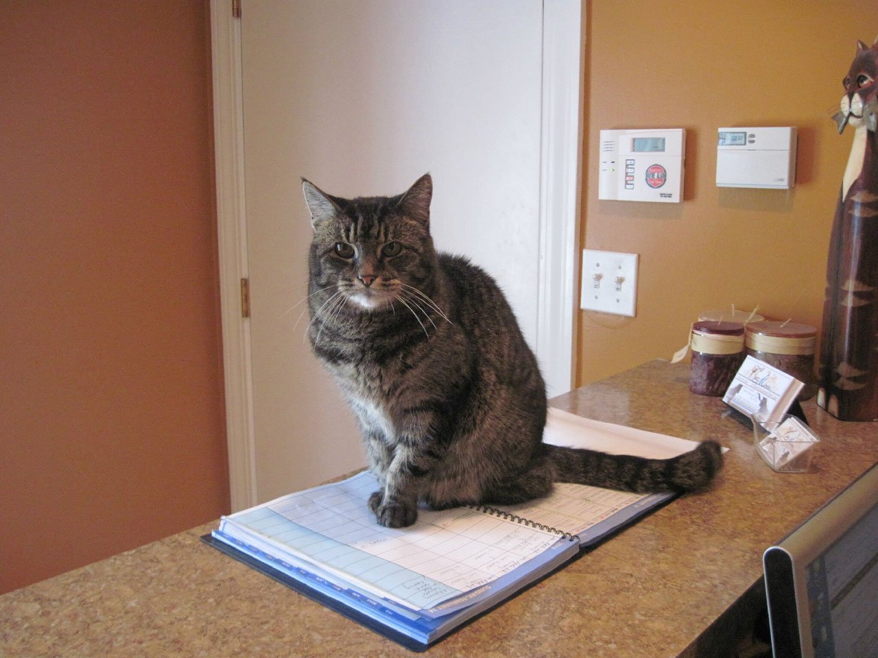 dark-tabby-on-schedule