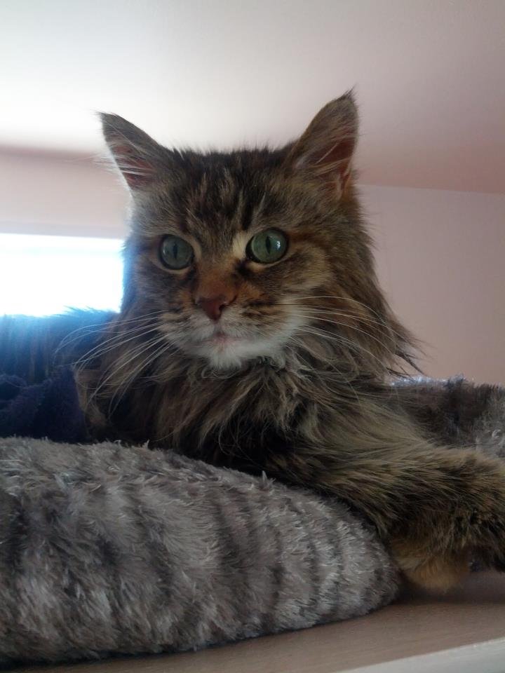 brown tabby with green-eyes on cat bed