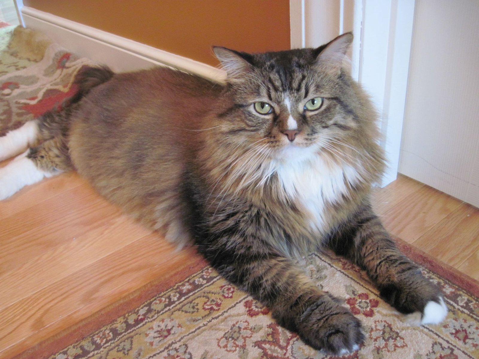 golden tabby cat laying in doorway relaxing