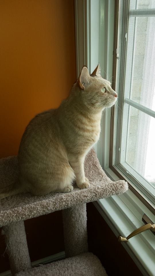 blond cat looking-out-window