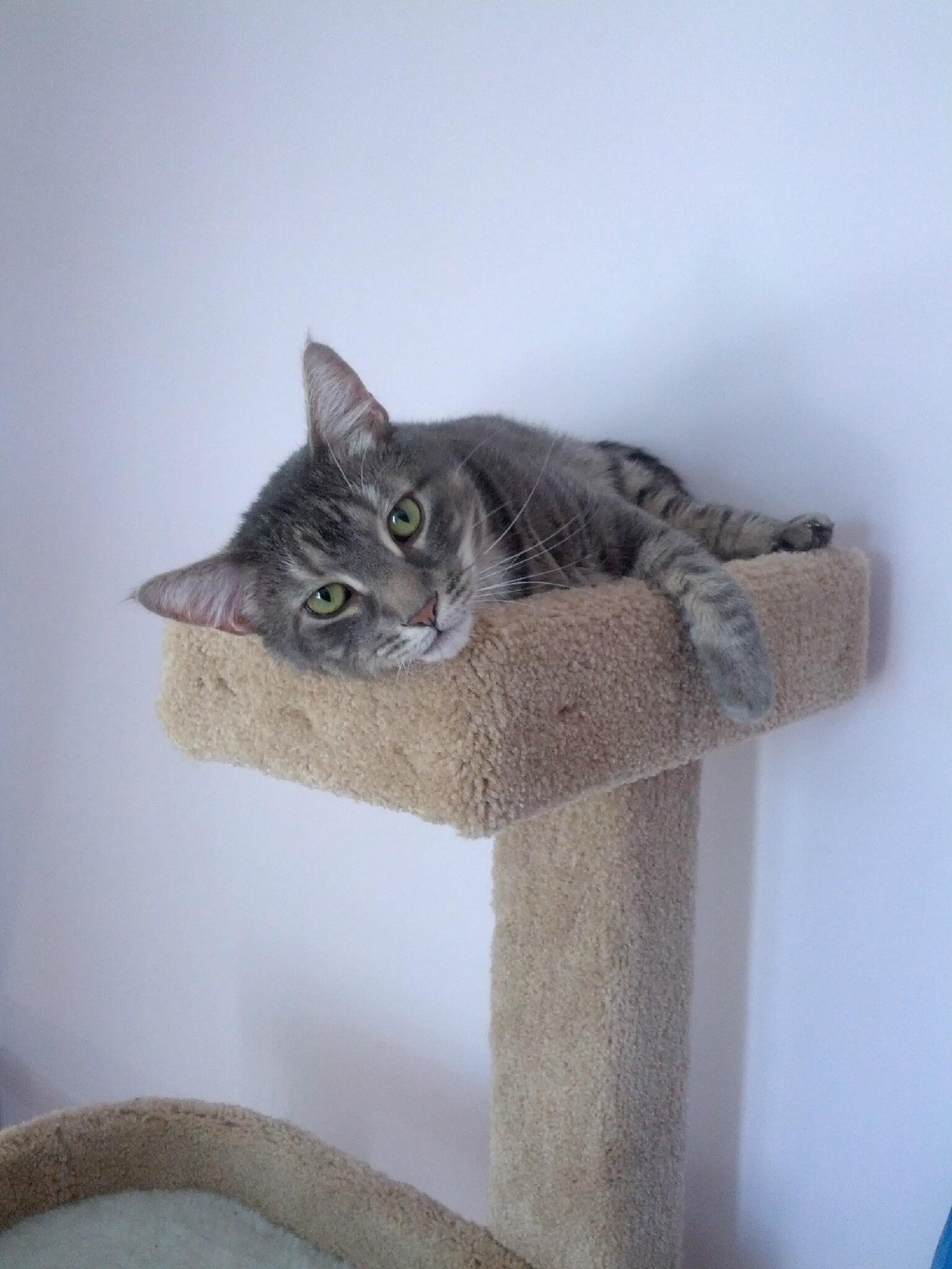 grey-cat-on-tree