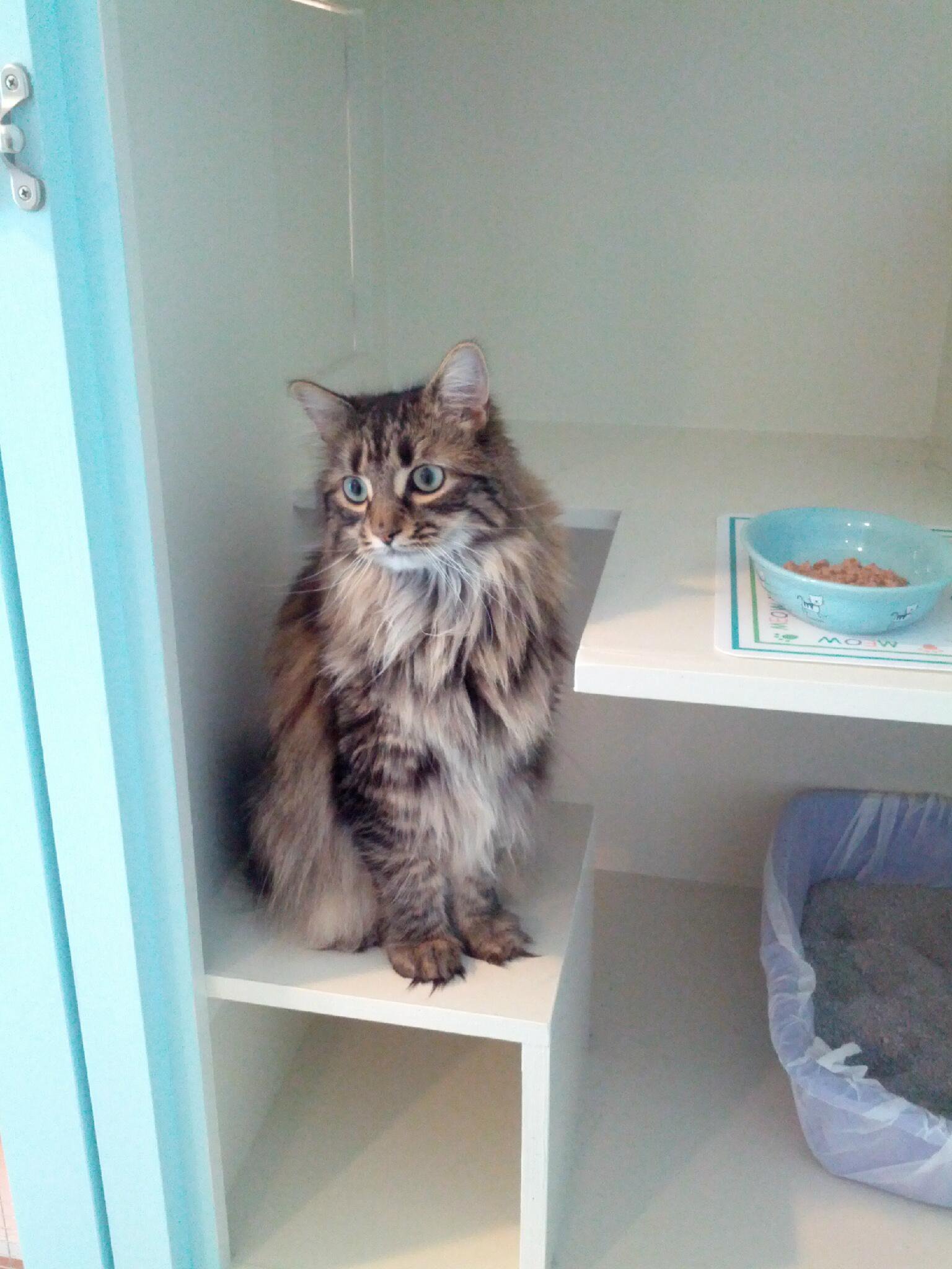 brown tabby in-condo-with-blue-bowl