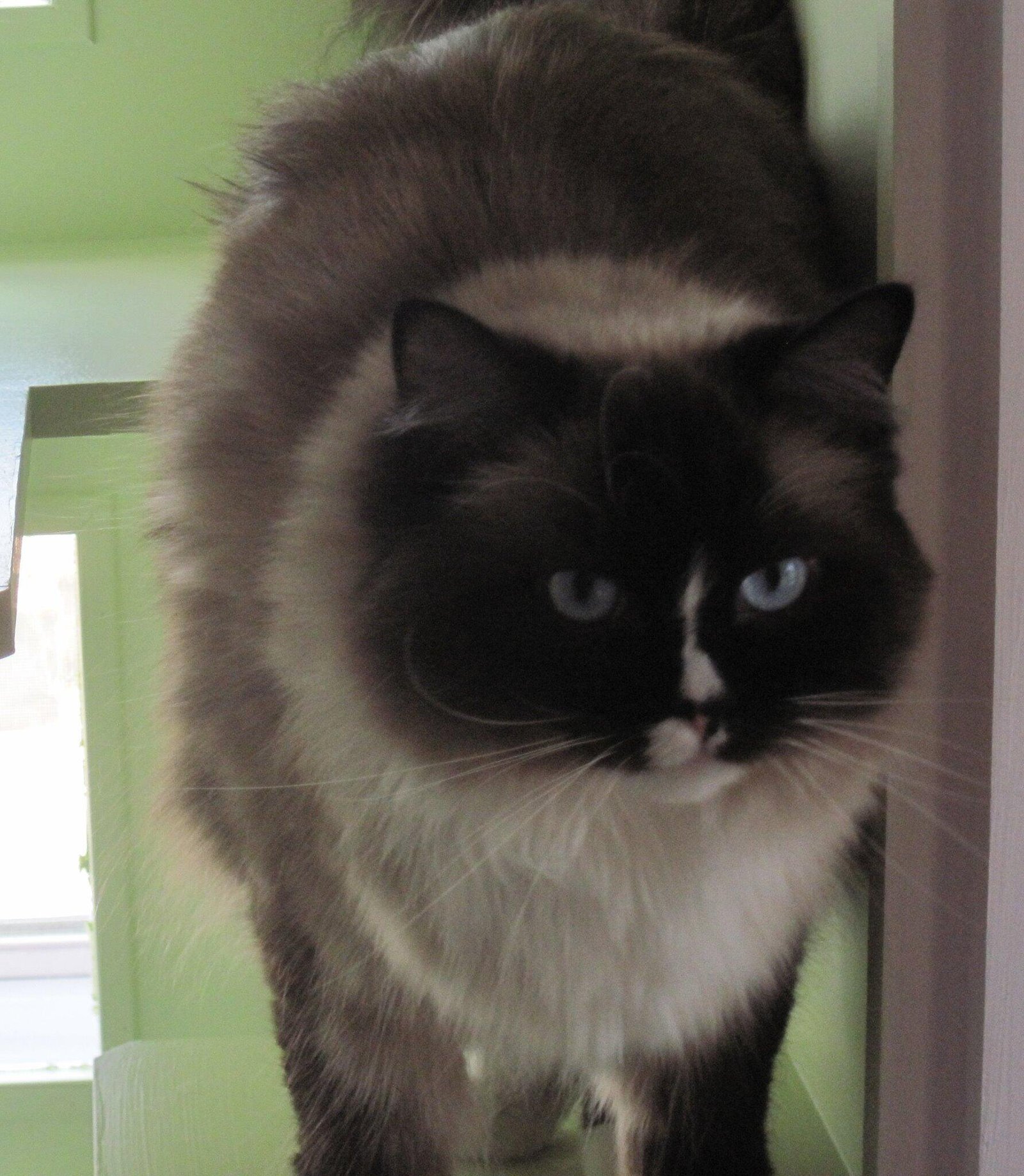 large dark-rag-doll standing in green-condo