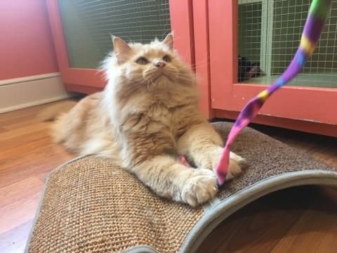 fluffy blonde cat -with-wand-toy