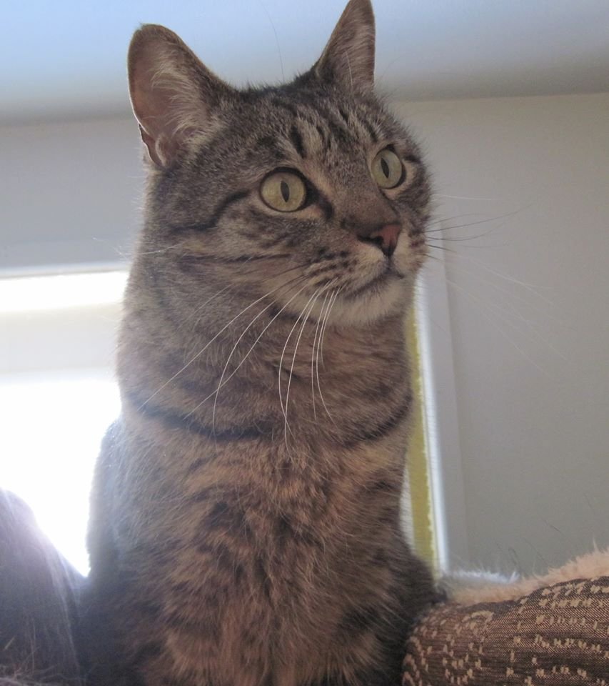 tiger stripe cat with green eyes