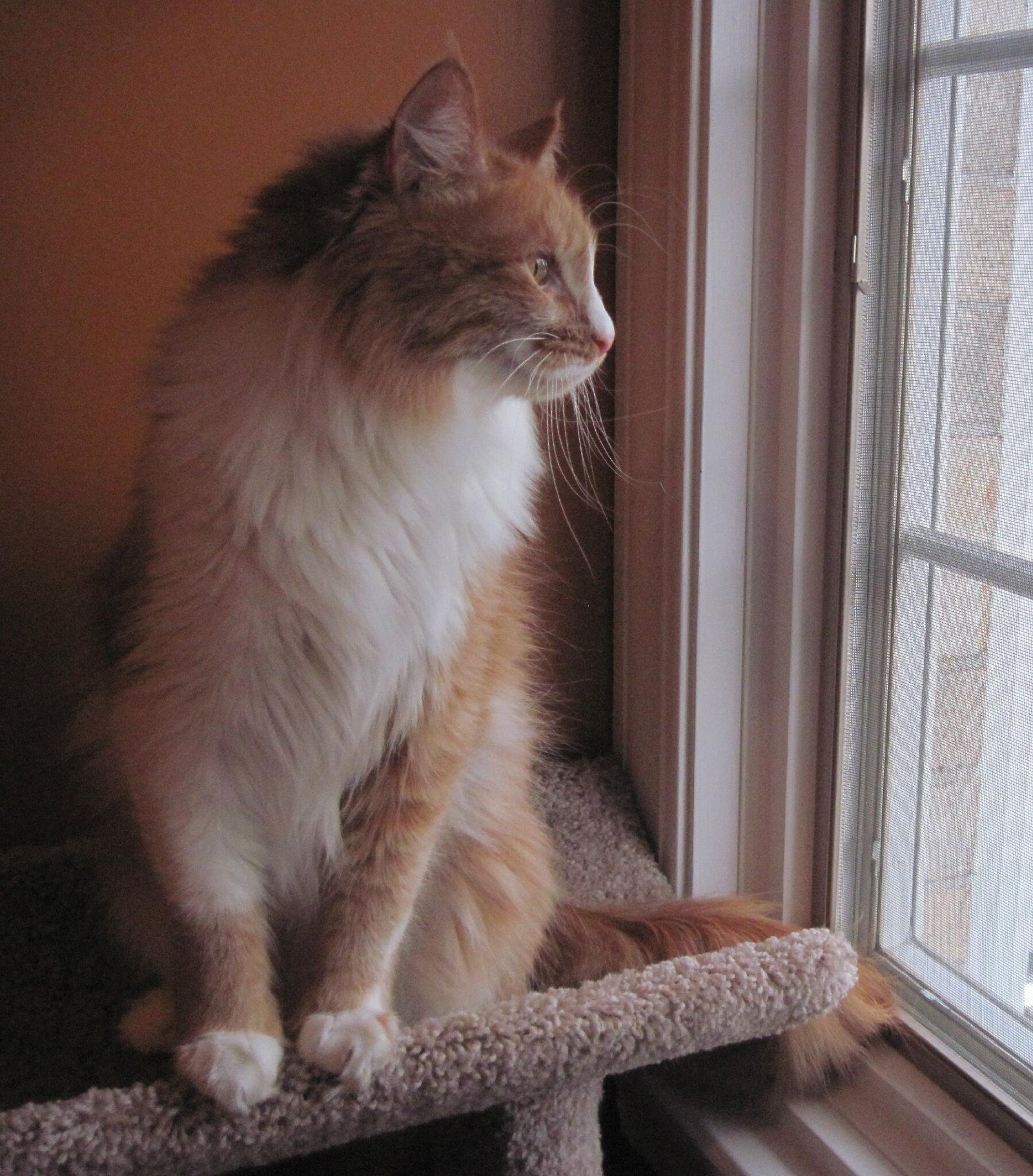 fluffy calico look-out-reception-window