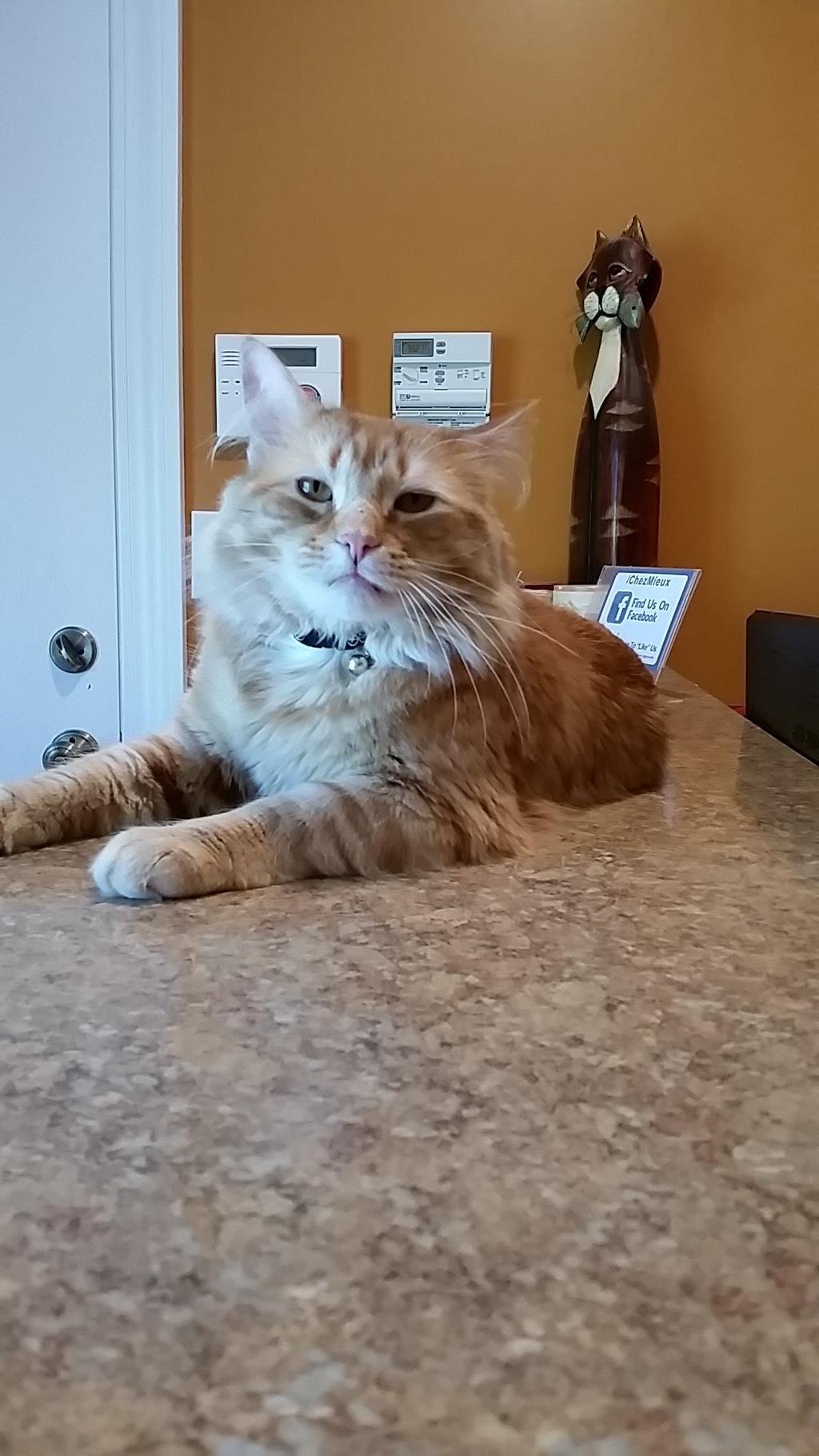 long hair blond cat lounging-reception-counter