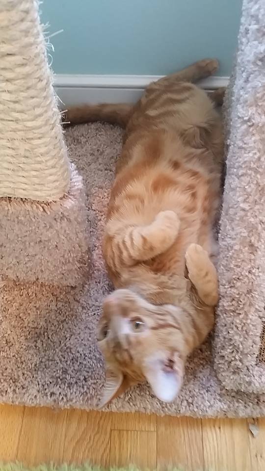 orange-tabby-on-back