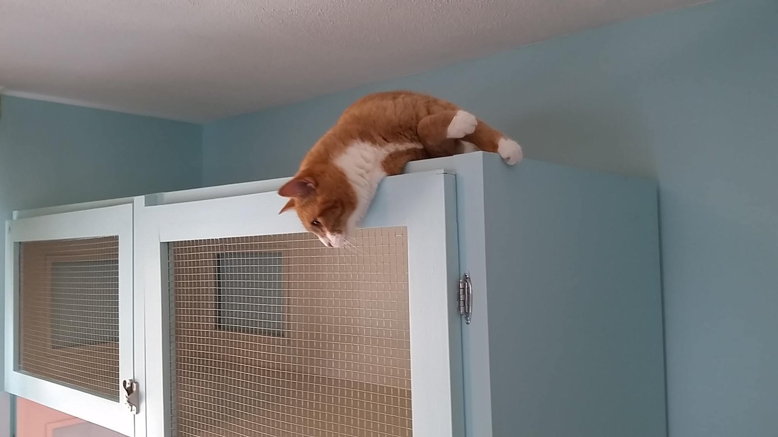 orange-tabby-on-top-of-blue-condo