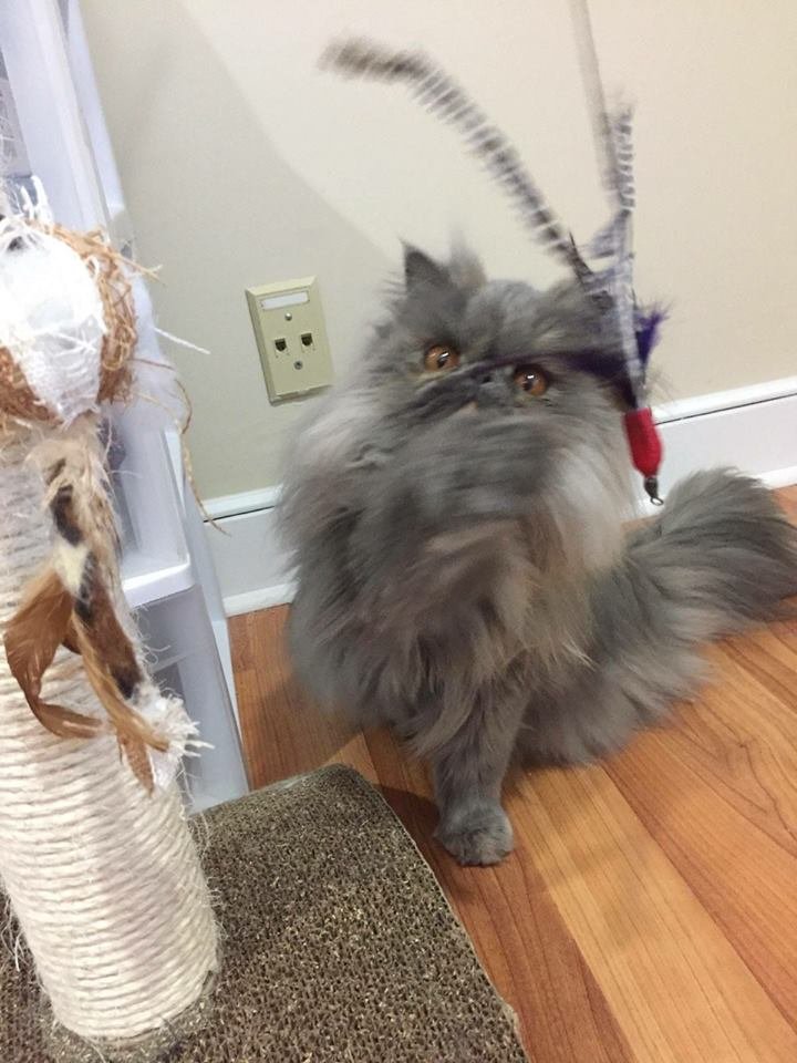 long hair grey cat-playing with feather