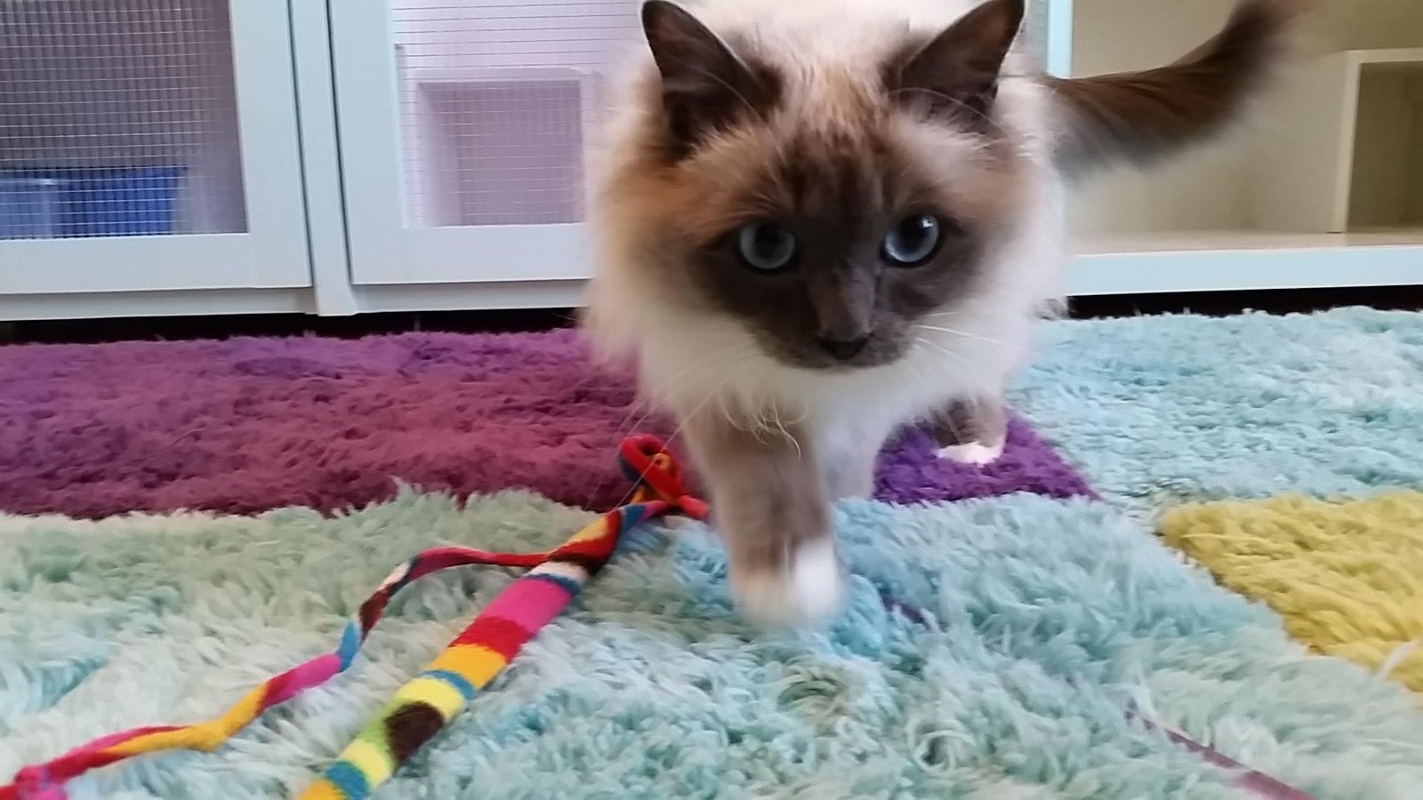 rag-doll-playing-in-blue-rm