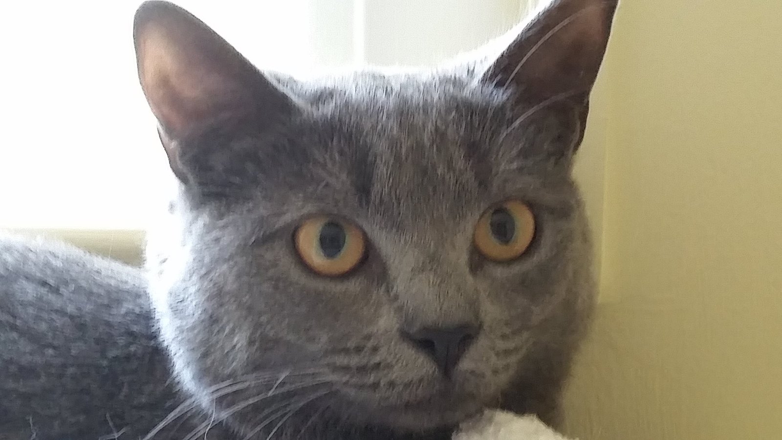 Russian blue cat resting