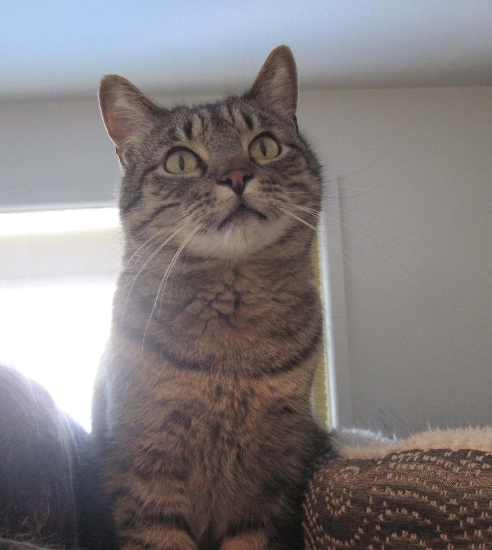 cat-on-brown-bed