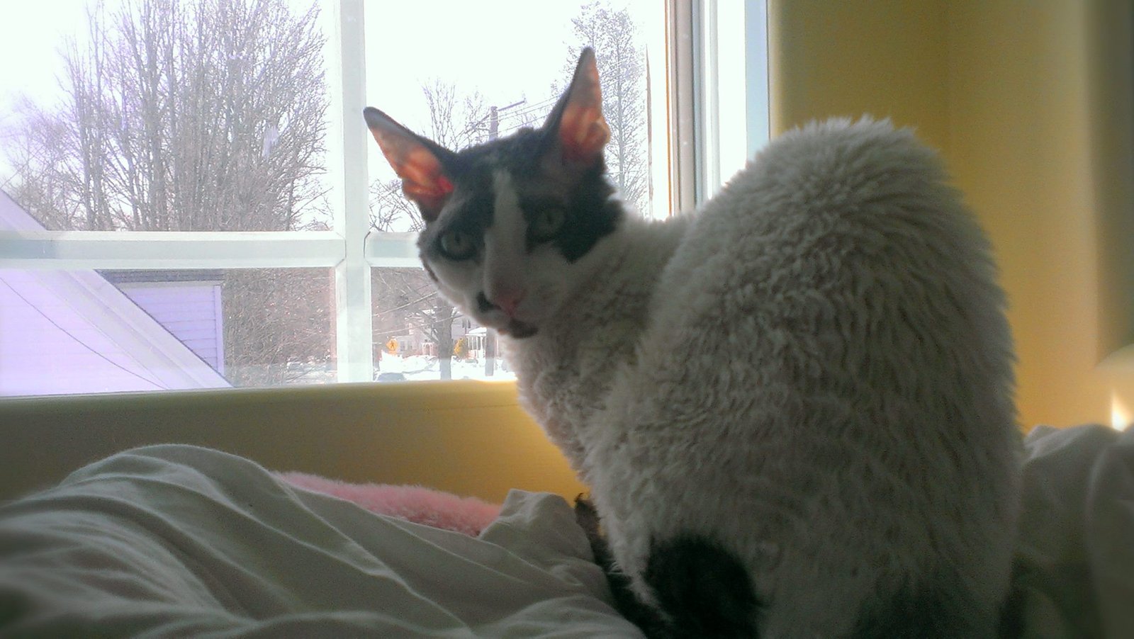 senior-wht-curly-cat-in-gold