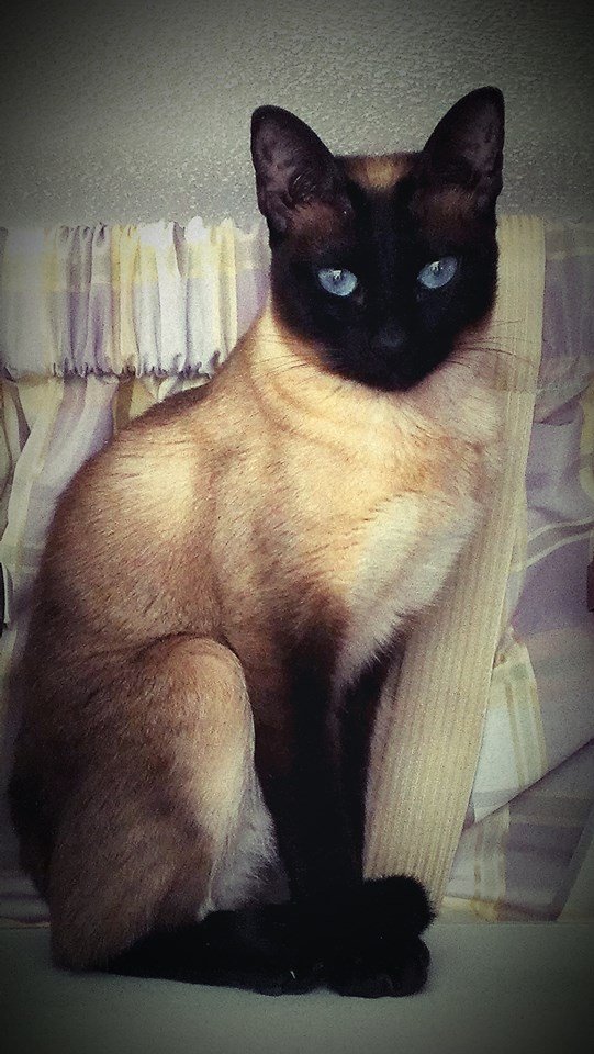 siamese-in-purple-rm