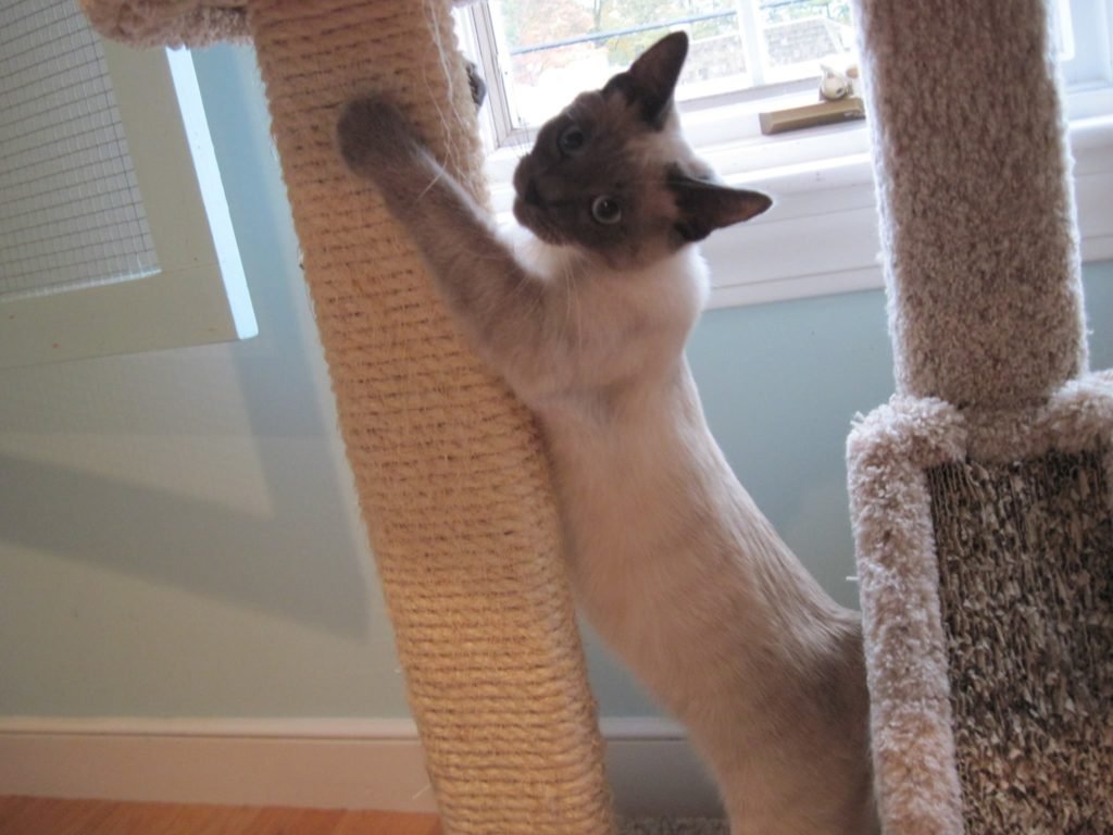 siamese playing on scratch-post