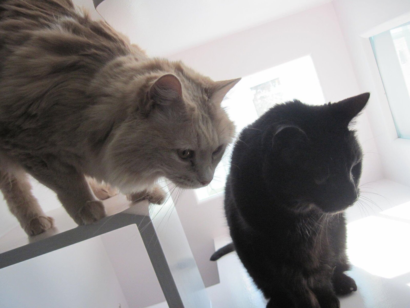 two kitty siblings black and grey