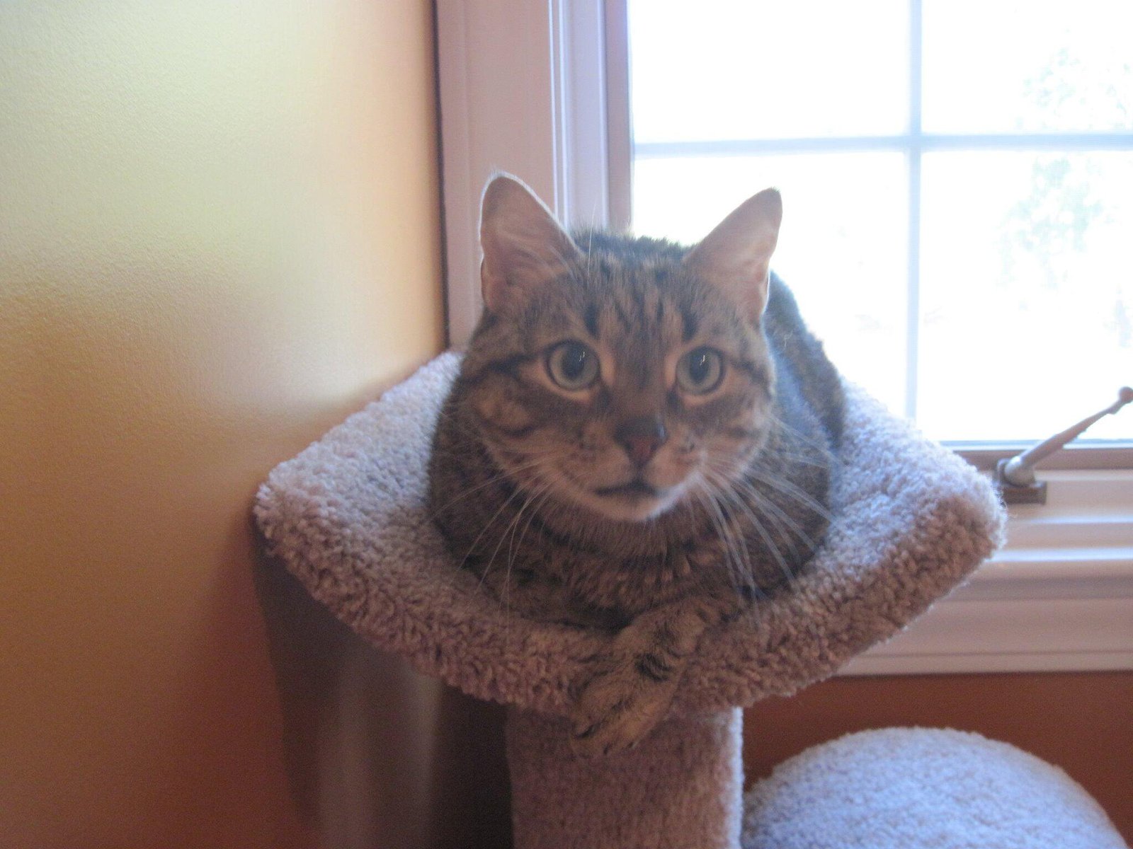brown tabby on cat-tree-gold