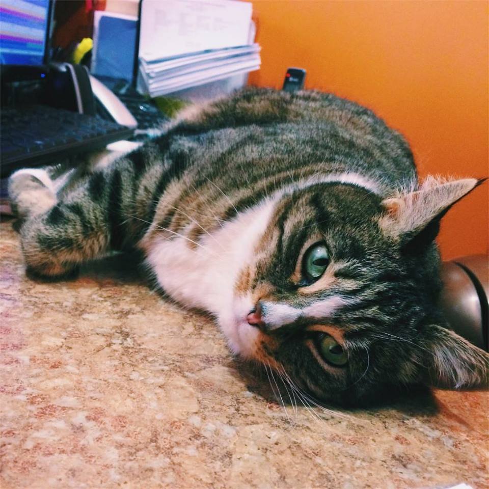 tabby-rest-on-desk