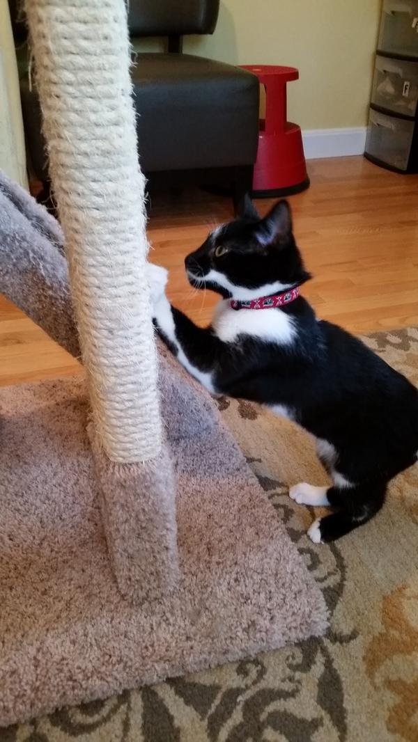 tuxedo-cat-scatcher