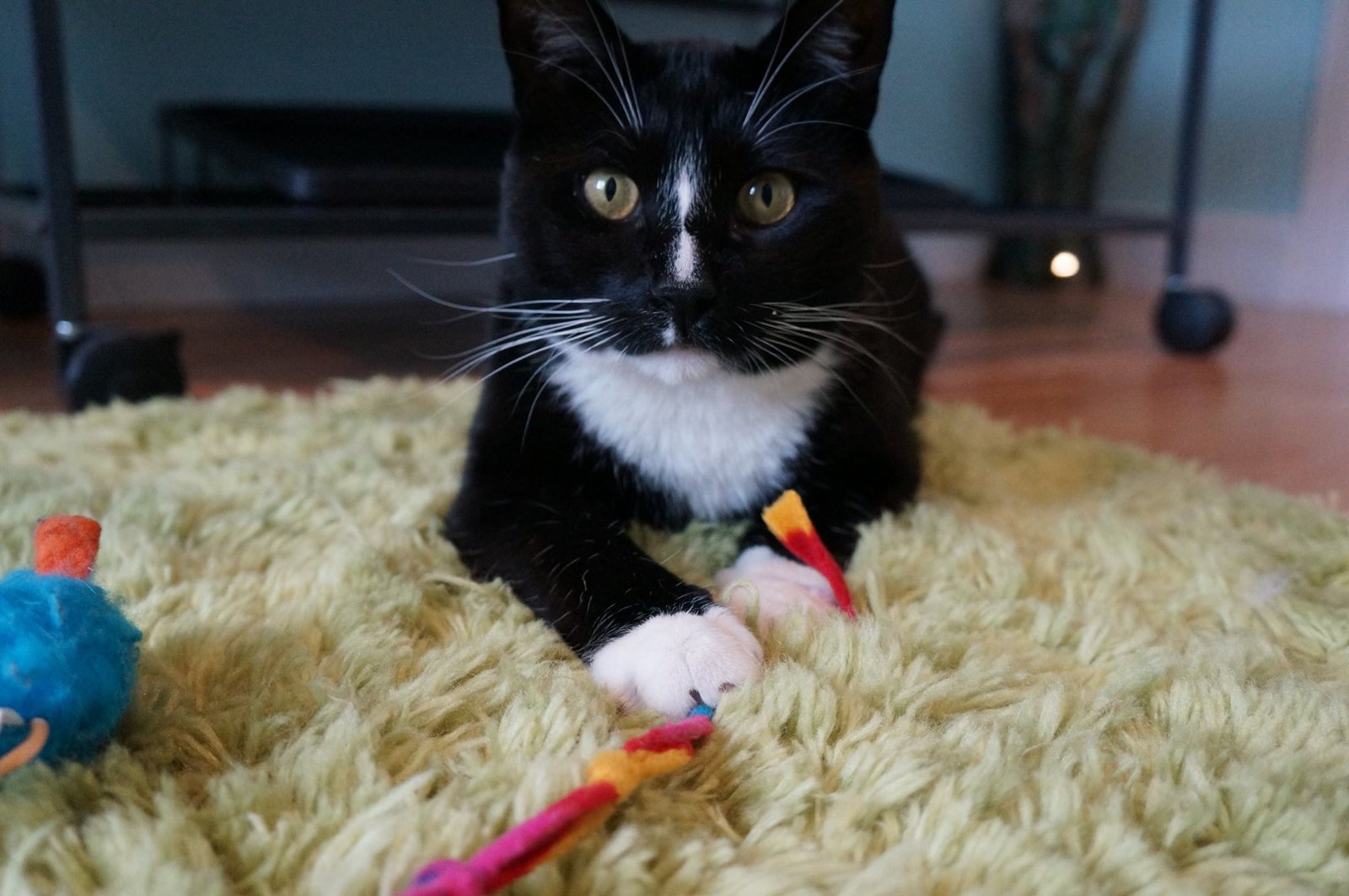 Play & Enrichment