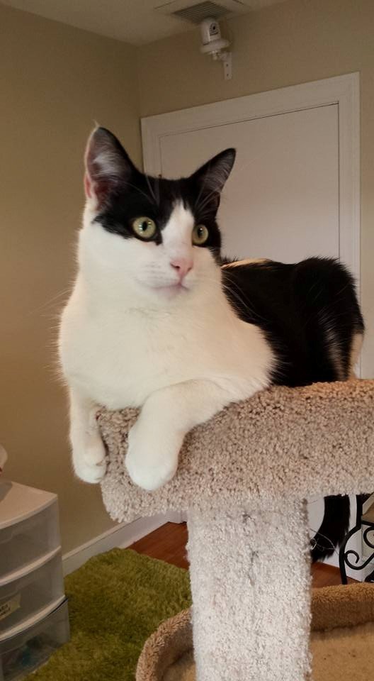 tuxedo-wht-bib
