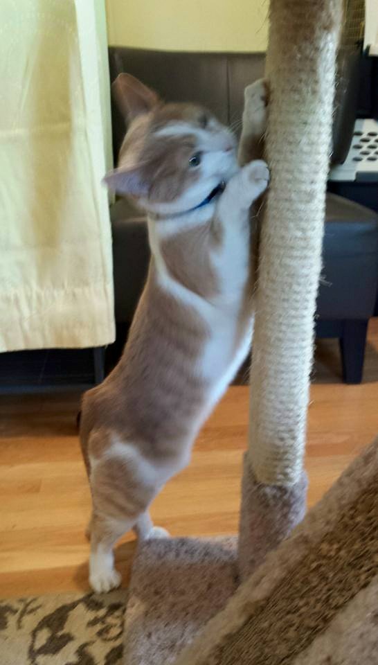 wht-orange-tabby-scratcher