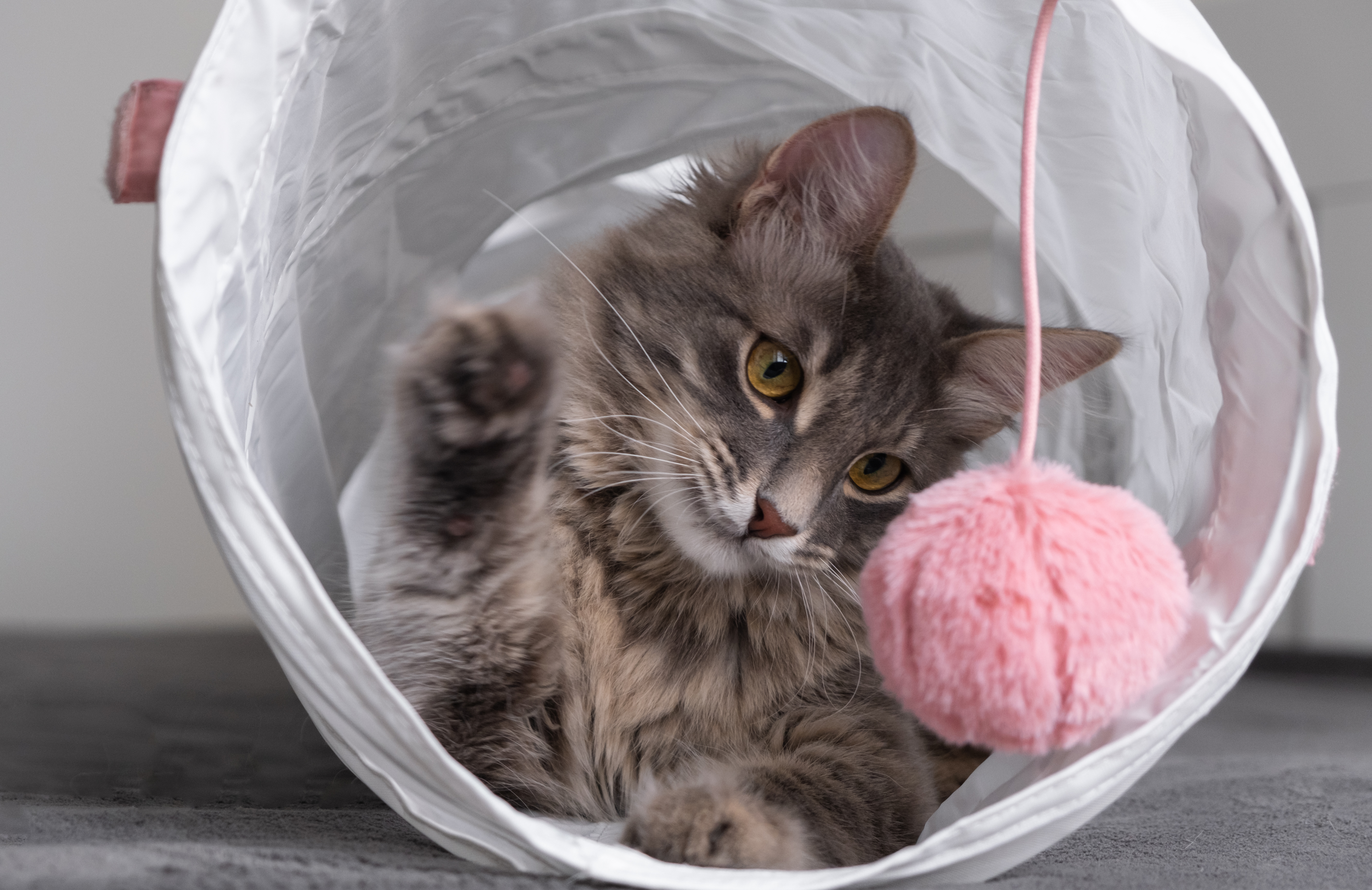 Cat plays with his toys at Chez Mieux Cat Kennel