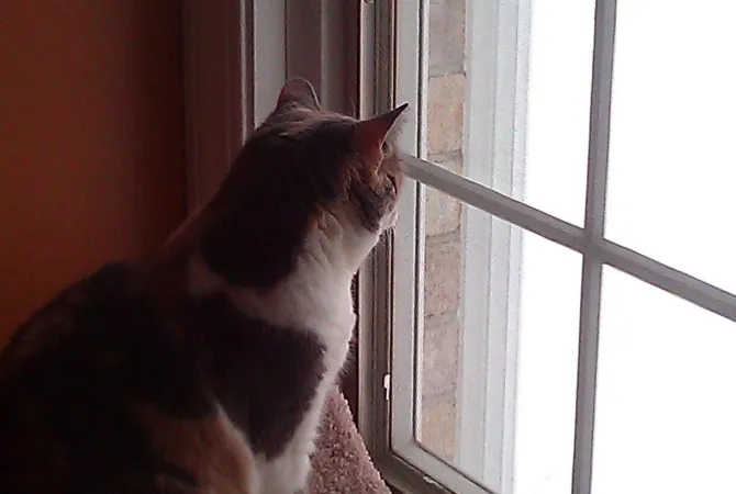 calico sitting in cat tree looking-out-at-snow