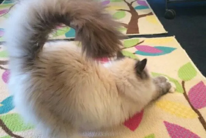 fluffy white and grey cat stretching