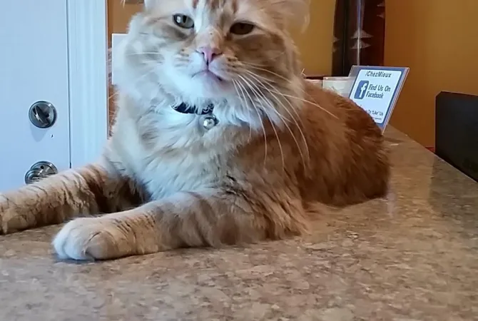 long hair blond cat lounging-reception-counter