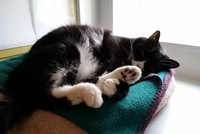 tuxedo kitty curled up on-aqua blanket